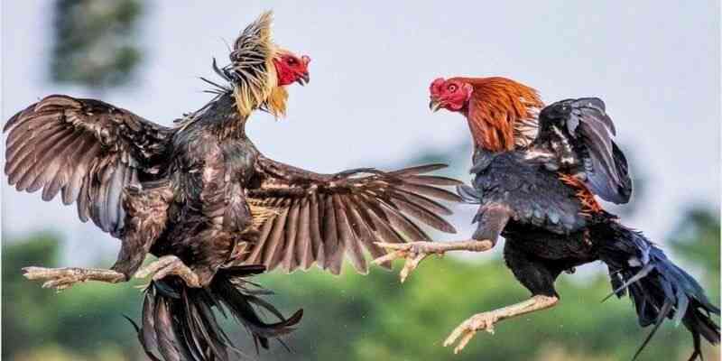 Cùng tham gia những trận đá gà kịch tính với Hi88 nhé