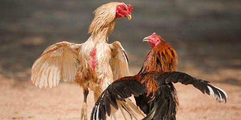 Những ưu điểm của đấu trường đá gà online Indonesia