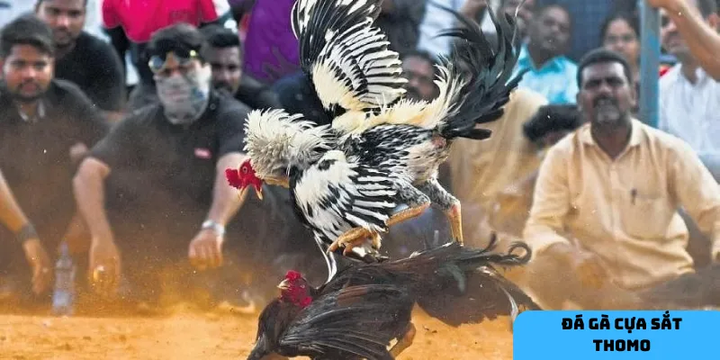 Hướng dẫn tham gia cược đá gà Thomo