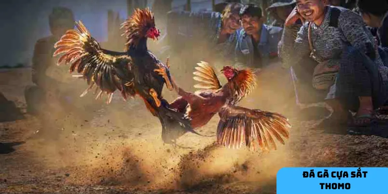 Sơ lược về Đá gà cựa sắt Thomo