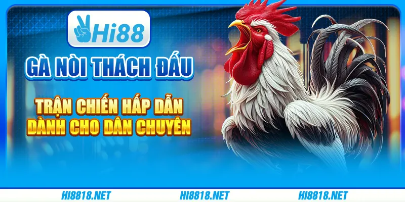 Gà nòi thách đấu – trận chiến hấp dẫn dành cho dân chuyên