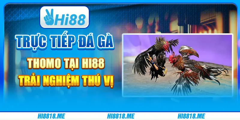 Trực Tiếp Đá Gà Thomo Hi88 - Trải Nghiệm Thú Vị Cùng Nhà Cái