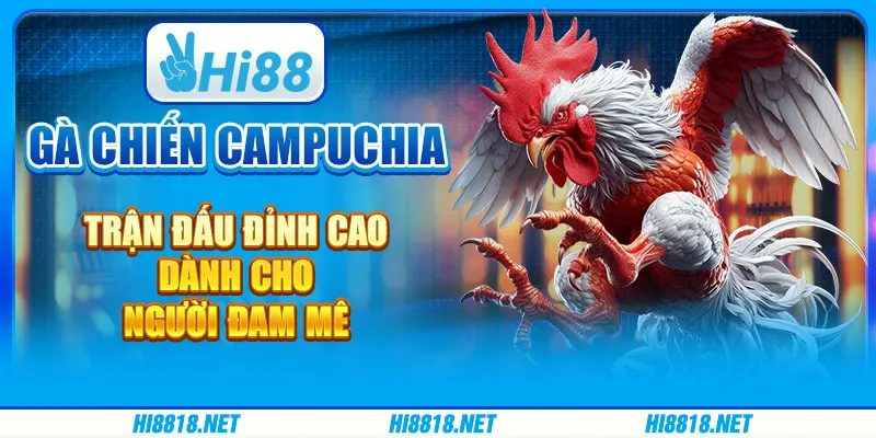 Gà chiến Campuchia – trận đấu đỉnh cao dành cho người đam mê