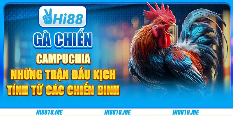 Gà chiến Campuchia: những trận đấu kịch tính từ các chiến binh