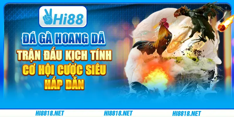 Đá gà hoang dã: Trận đấu kịch tính, cơ hội cược siêu hấp dẫn