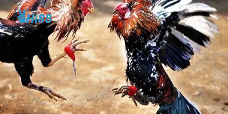 Quy trình tham gia dễ dàng trên nền tảng hiện đại.