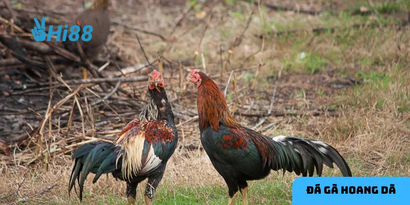 Mỗi giống gà chiến đều có sức mạnh và chiến thuật đặc trưng.