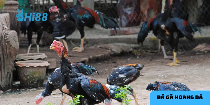 Bảng tỷ lệ cược là cơ sở để đưa ra quyết định chính xác.