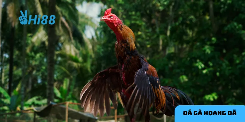 Nét văn hóa truyền thống kết hợp với sự hiện đại tạo nên sức hút của đá gà hoang dã.