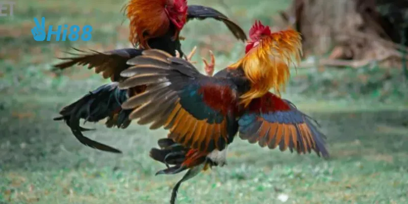 Chế độ dinh dưỡng và huấn luyện khoa học giúp gà chiến phát triển toàn diện.