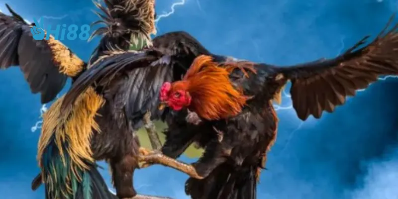 Huấn luyện gà Campuchia hiệu quả