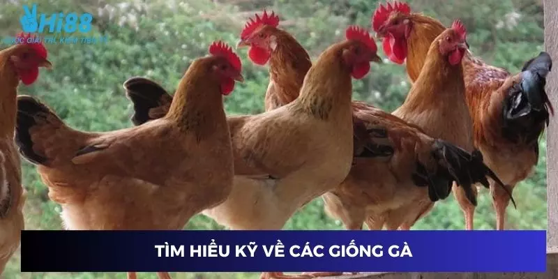Tìm hiểu kỹ về các giống gà