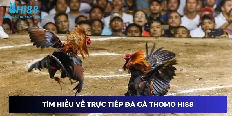 Tìm hiểu về trực tiếp đá gà Thomo Hi88