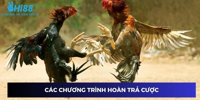 Các chương trình hoàn trả cược