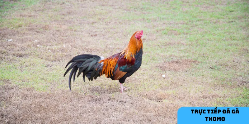 Đá gà Thomo mang đến những phút giây hồi hộp và cơ hội đặt cược hấp dẫn.