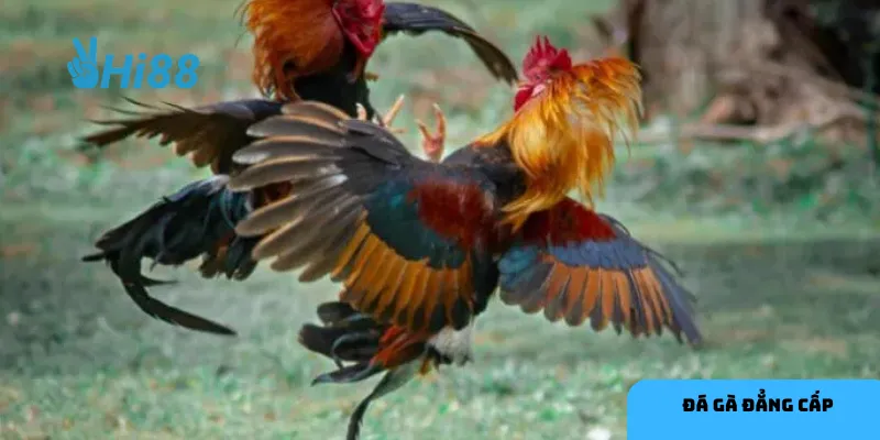 Chiến thuật lấy công bù thủ phù hợp với các giống gà có lối tấn công mạnh.