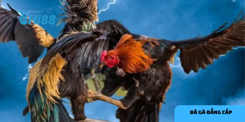 Tỷ lệ cược hấp dẫn tại hi88 là yếu tố thu hút đông đảo người chơi.