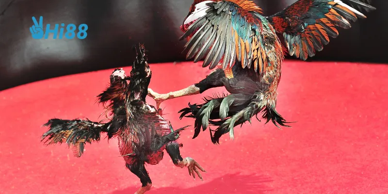 Các giải đấu toàn cầu đã tạo nên sự sôi động cho năm 2024.