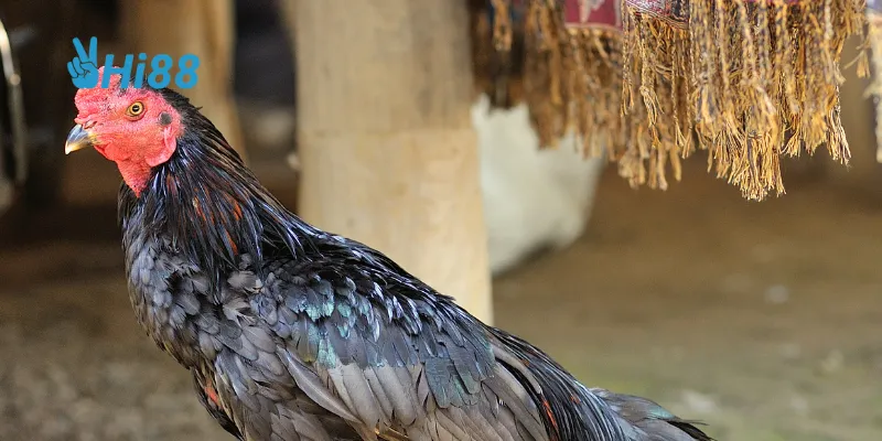 Cách huấn luyện và phong cách chiến đấu độc đáo