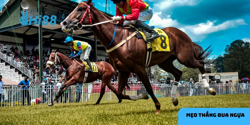 Xu hướng thị trường phản ánh sự quan tâm của người chơi.