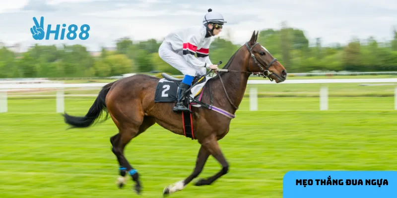 Phân loại đua ngựa giúp lựa chọn kèo phù hợp.