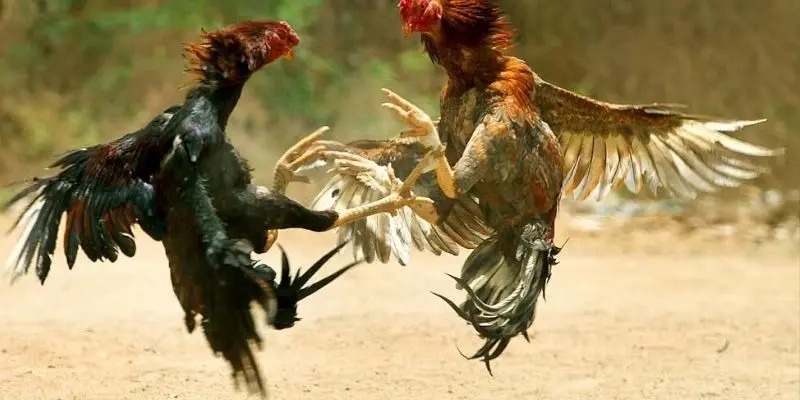 Khái quát cơ bản về hình thức đá gà trên mạng