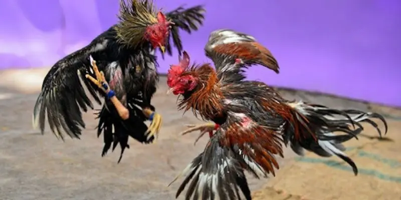 4 kinh nghiệm chơi đá gà trên mạng hiệu quả