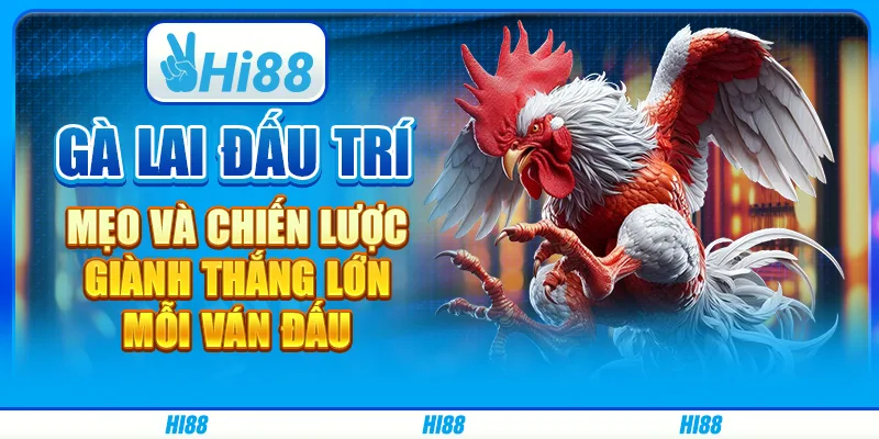 Gà Lai Đấu Trí: Mẹo Và Chiến Lược Giành Thắng Lớn Mỗi Ván Đấu