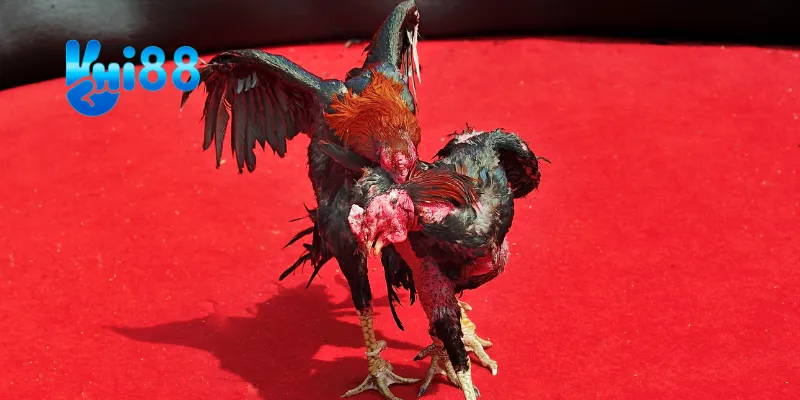 Quản lý năng lượng và thời gian.