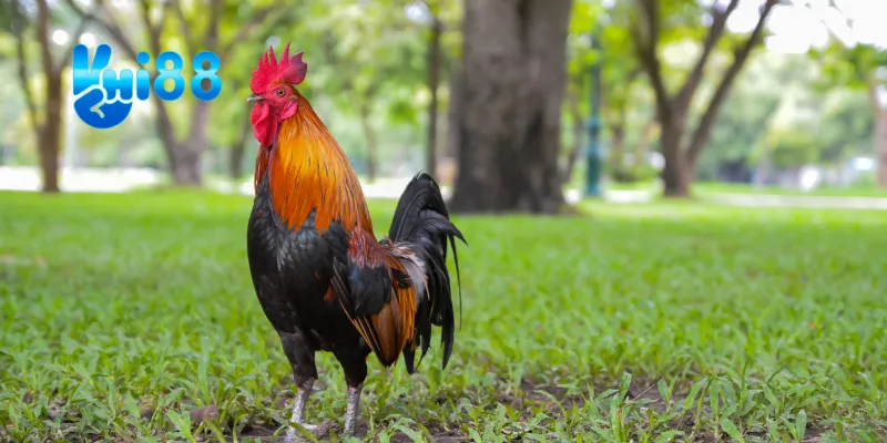 Sử dụng những chiêu thức đặc biệt.