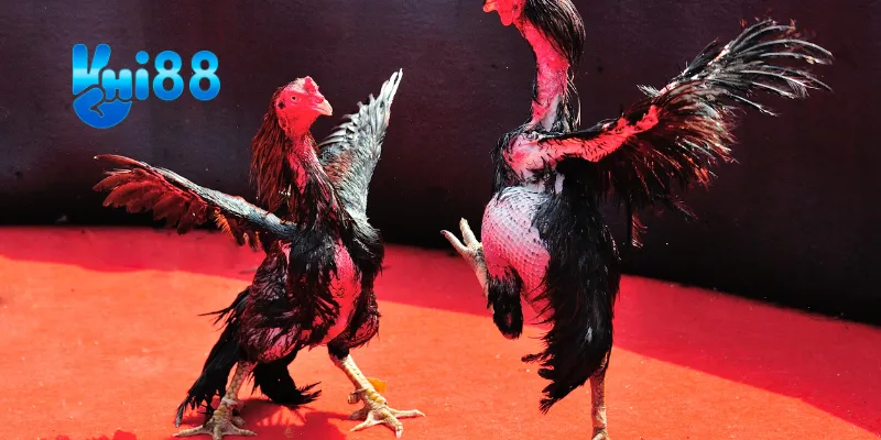 Hiểu rõ các chỉ số của gà.