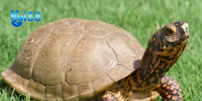 Cách cá cược với giấc mơ thấy con rùa