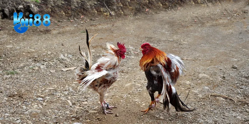 Chiến lược thắng lớn trong trận chiến gà tre