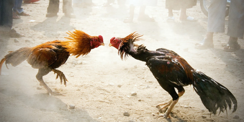 Tham gia đá gà Thomo hôm nay cùng nhà cái