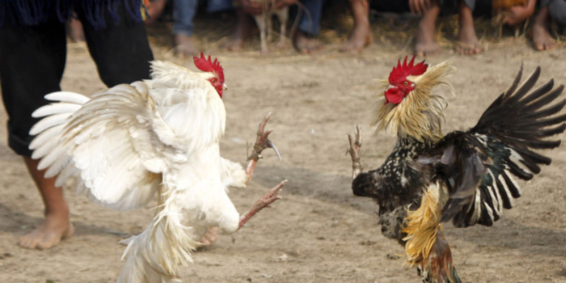 Những yếu tố ảnh hưởng đến chiến kê