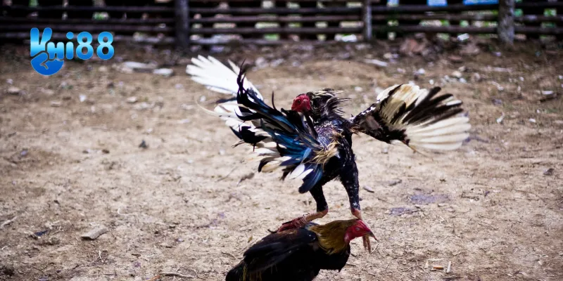 Lịch thi đấu trận chiến gà tre được cập nhật thường xuyên