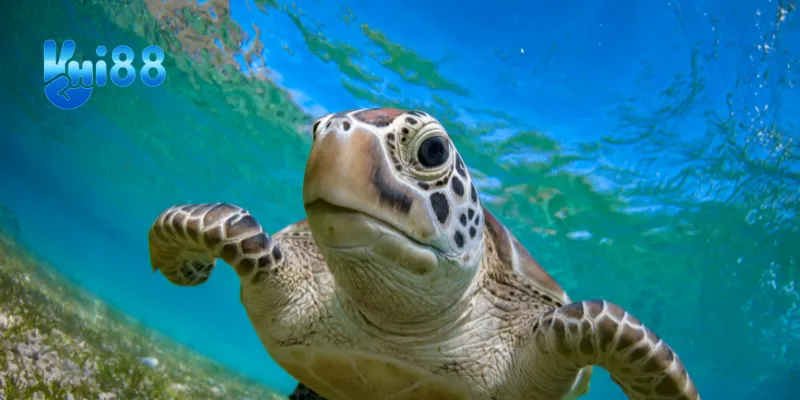 Ý nghĩa của giấc mơ thấy con rùa