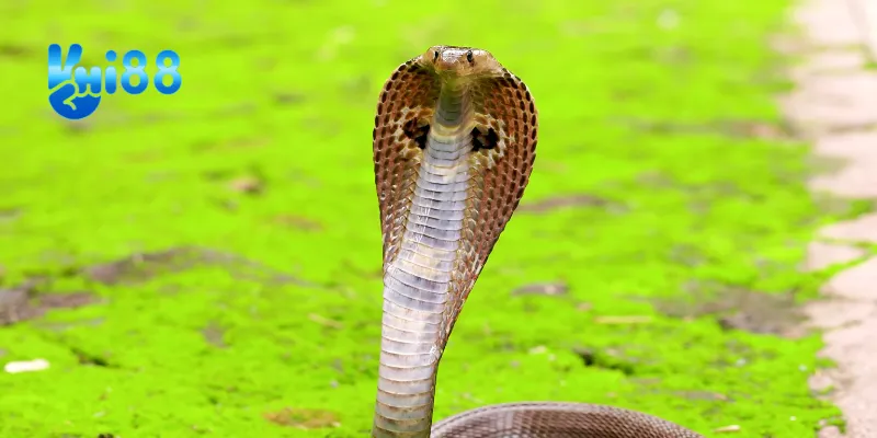 Ý nghĩa của từng giấc mơ thấy rắn