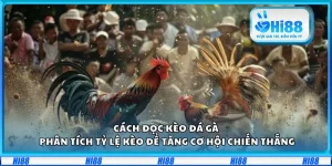 Cách đọc kèo đá gà – Phân tích tỷ lệ kèo để tăng cơ hội chiến thắng