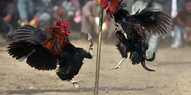 Mẹo đọc kèo đá gà từ cao thủ giúp chiến thắng dễ dàng